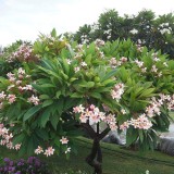 Plumeria---Psychological-Perfection-31