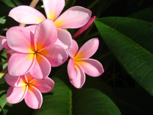 Plumeria---Psychological-Perfection-32.jpg