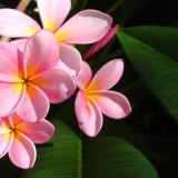 Plumeria---Psychological-Perfection-32