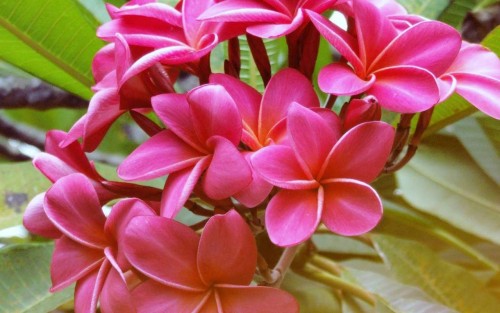 Plumeria---Psychological-Perfection-33.jpg