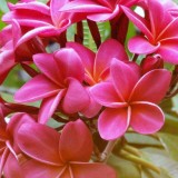 Plumeria---Psychological-Perfection-33