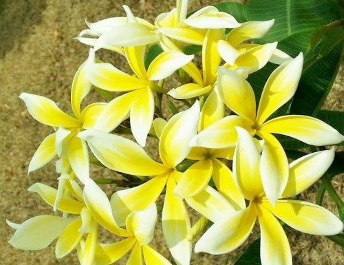 Plumeria---Psychological-Perfection-34.jpg