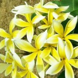 Plumeria---Psychological-Perfection-34