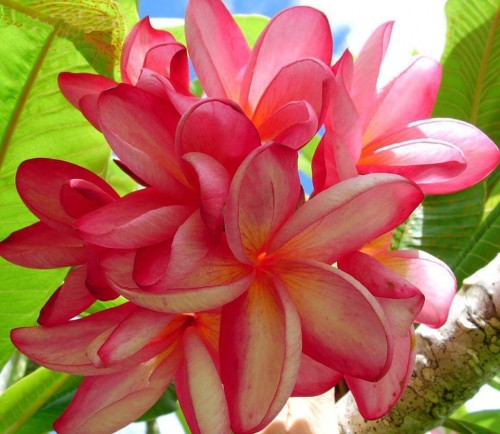 Plumeria---Psychological-Perfection-36.jpg