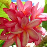 Plumeria---Psychological-Perfection-36