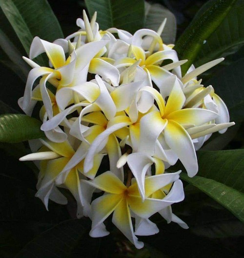 Plumeria---Psychological-Perfection-37.jpg