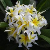 Plumeria---Psychological-Perfection-37