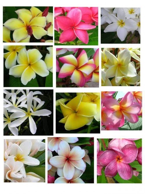 Plumeria---Psychological-Perfection-38.jpg