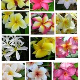 Plumeria---Psychological-Perfection-38