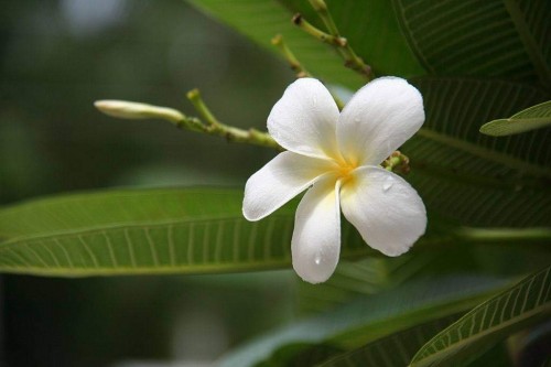 Plumeria---Psychological-Perfection-39.jpg