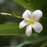 Plumeria---Psychological-Perfection-39