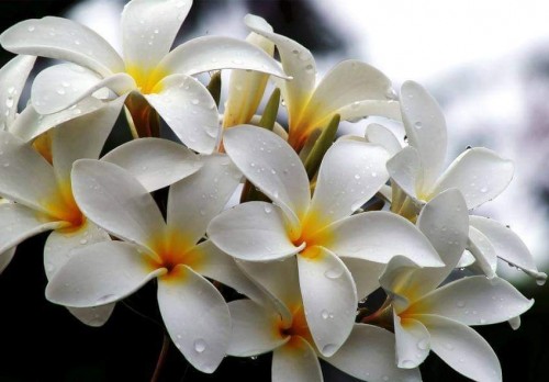 Plumeria---Psychological-Perfection-4.jpg