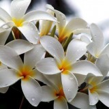 Plumeria---Psychological-Perfection-4