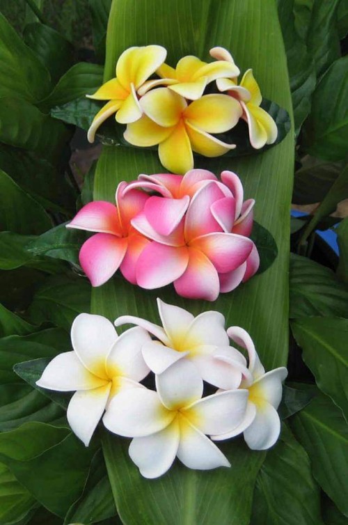 Plumeria---Psychological-Perfection-41.jpg