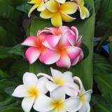 Plumeria---Psychological-Perfection-41