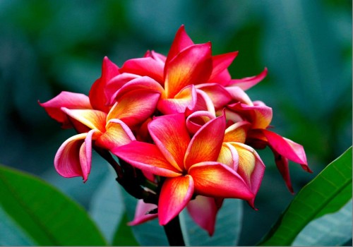 Plumeria---Psychological-Perfection-42.jpg