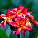 Plumeria---Psychological-Perfection-42