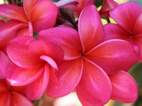 Plumeria---Psychological-Perfection-43.jpg