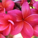 Plumeria---Psychological-Perfection-43