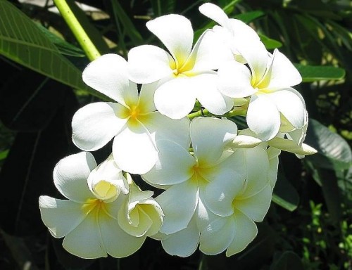 Plumeria---Psychological-Perfection-44.jpg