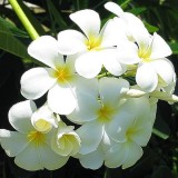 Plumeria---Psychological-Perfection-44