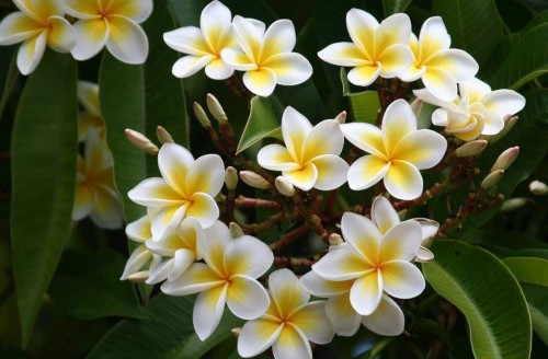 Plumeria---Psychological-Perfection-45.jpg