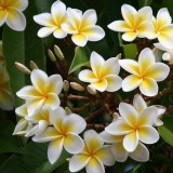 Plumeria---Psychological-Perfection-45