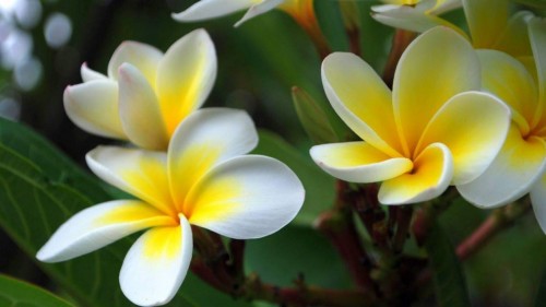 Plumeria---Psychological-Perfection-46.jpg