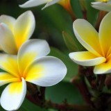 Plumeria---Psychological-Perfection-46