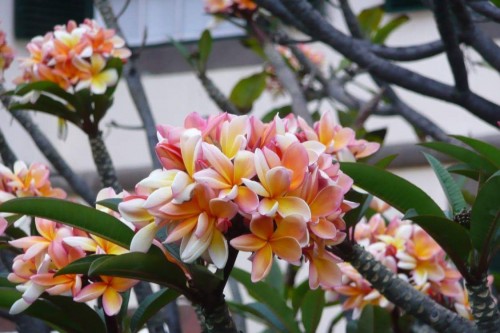 Plumeria---Psychological-Perfection-47.jpg