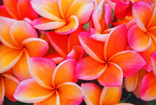 Plumeria---Psychological-Perfection-48.jpg