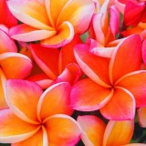 Plumeria---Psychological-Perfection-48