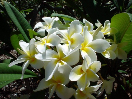 Plumeria---Psychological-Perfection-49.jpg