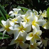 Plumeria---Psychological-Perfection-49