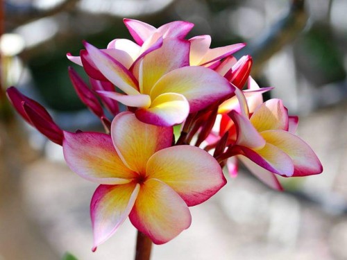 Plumeria---Psychological-Perfection-5.jpg