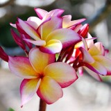 Plumeria---Psychological-Perfection-5