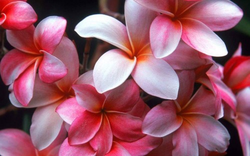 Plumeria---Psychological-Perfection-50.jpg