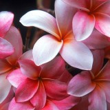 Plumeria---Psychological-Perfection-50