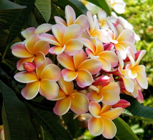 Plumeria---Psychological-Perfection-51.jpg