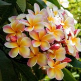 Plumeria---Psychological-Perfection-51