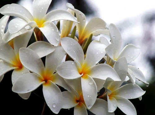 Plumeria---Psychological-Perfection-52.jpg