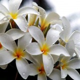 Plumeria---Psychological-Perfection-52