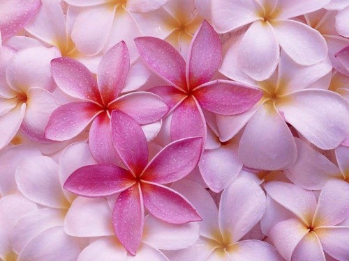 Plumeria---Psychological-Perfection-53.jpg