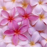 Plumeria---Psychological-Perfection-53