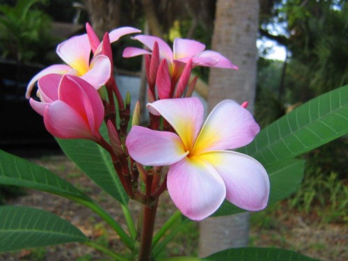 Plumeria---Psychological-Perfection-55.jpg