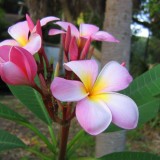 Plumeria---Psychological-Perfection-55