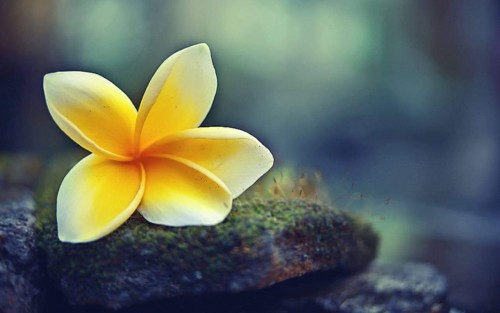 Plumeria---Psychological-Perfection-56.jpg