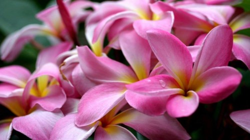 Plumeria---Psychological-Perfection-57.jpg