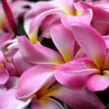 Plumeria---Psychological-Perfection-57