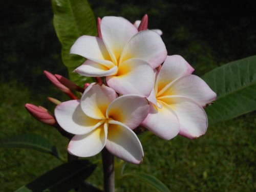 Plumeria---Psychological-Perfection-6.jpg